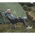 Robens Observer Base Camp Campingstoel – lichte stoel voor kamperen en buitenactiviteiten.