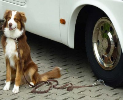 Perfect for attaching the dog's leash in front of the caravan or motorhome.